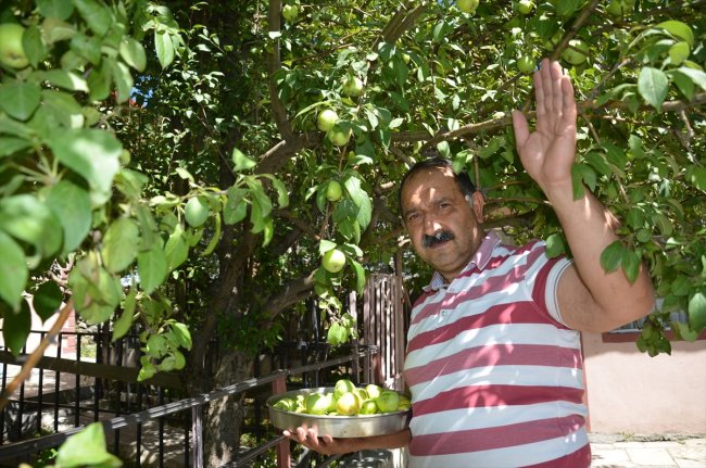 kis-memleketi-sarikamisin-bahcelerinde-meyve-bereketi-(1).jpg