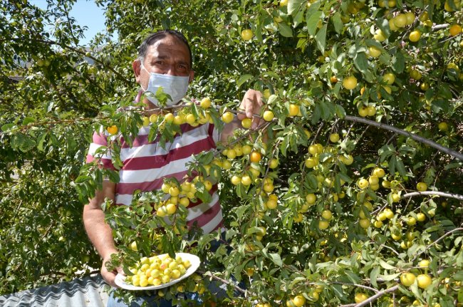 kis-memleketi-sarikamisin-bahcelerinde-meyve-bereketi-(4).jpg