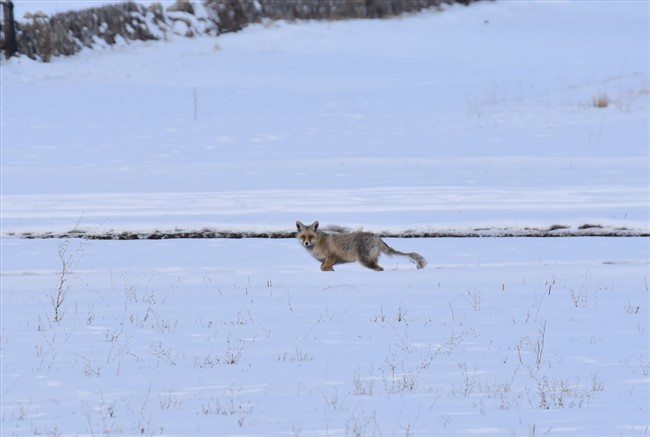 kizil-tilkiler-karsta-karla-kapli-arazide-avlaniyor-(8).jpg