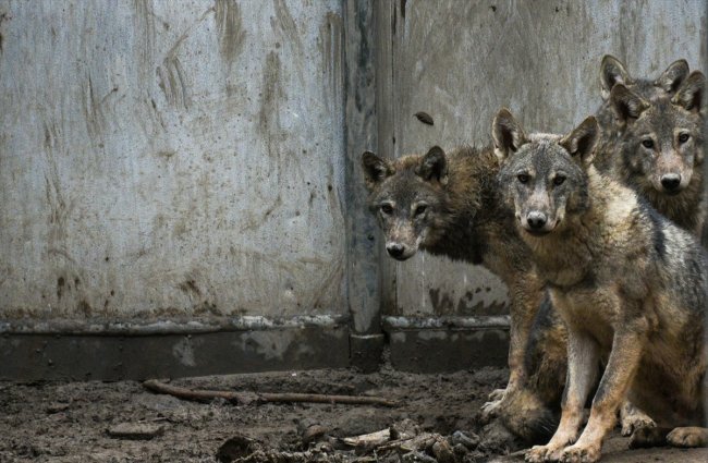 mehmetcigin-dagda-buldugu-kurt-yavrularinin-karstaki-tedavisi-suruyor-(2).jpg