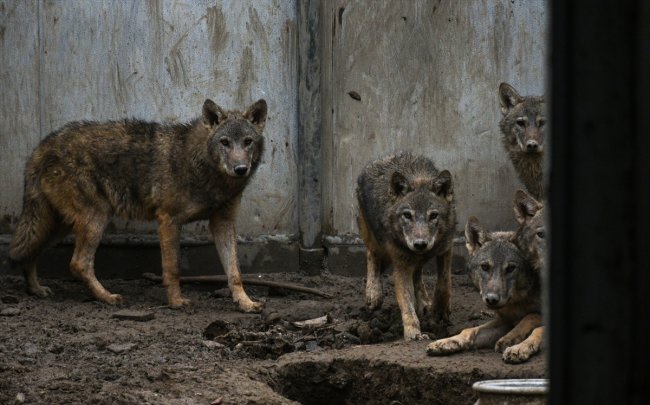 mehmetcigin-dagda-buldugu-kurt-yavrularinin-karstaki-tedavisi-suruyor-(4).jpg