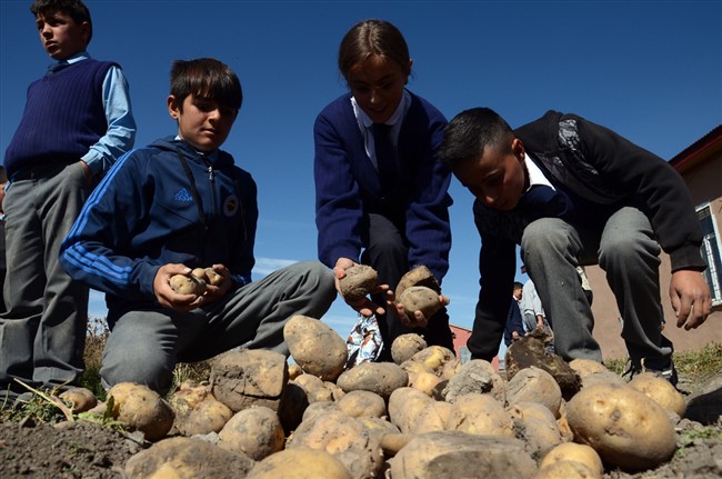 ogrenciler-okul-bahcesinde-patates-uretti-(12).jpg
