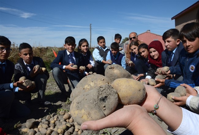 ogrenciler-okul-bahcesinde-patates-uretti-(4).jpg