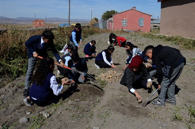 ogrenciler-okul-bahcesinde-patates-uretti-(7).jpg