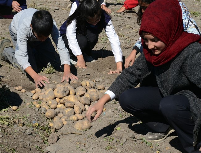 ogrenciler-okul-bahcesinde-patates-uretti-(9).jpg