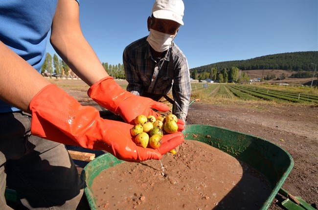 ormanlara-dikilecek-100-bin-meyve-fidani-hem-insanlari-hem-bozayilari-rahatlatacak-(12).jpg