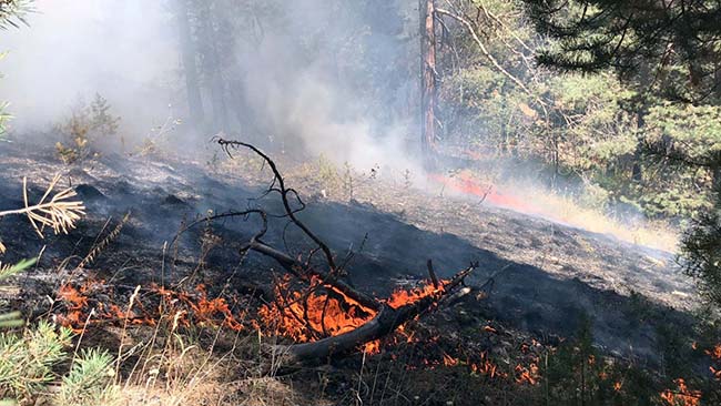 sarikamis-ormanlari-alev-alev-yaniyor-(3).jpg