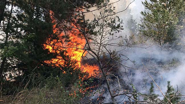 sarikamis-ormanlari-alev-alev-yaniyor-(5).jpg
