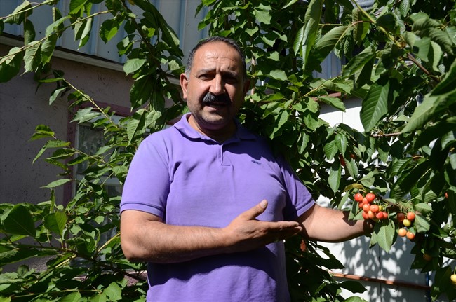 sarikamista-agaclarda-meyve-bereketi-(3).jpg
