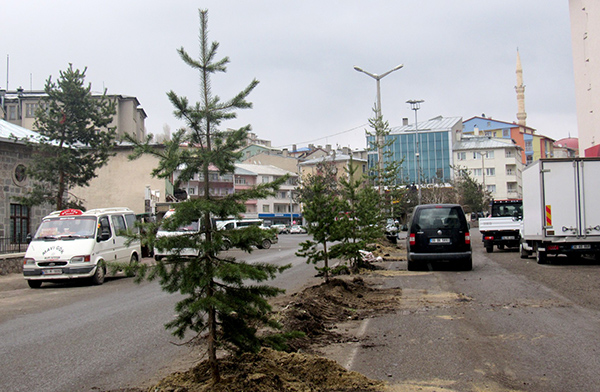 sarikamista-belediye-cadde-ve-sokaklari-agaclandiriyor-(2).jpg