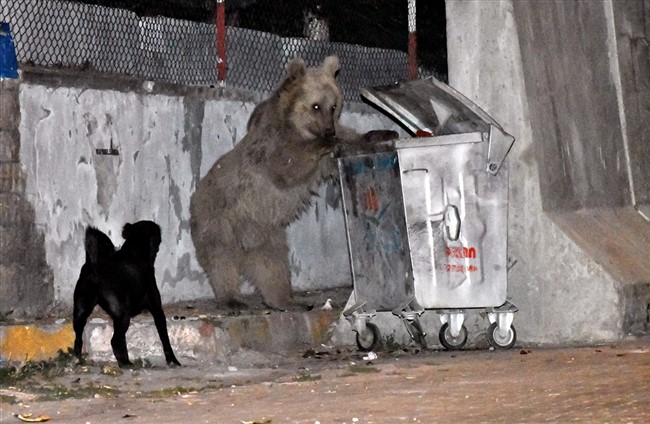 sarikamista-catilarda-dolasip-sokaktaki-cop-konteynerlerinde-yiyecek-arayan-bozayilar-kamerada-(1).jpg