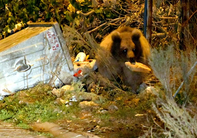 sarikamista-catilarda-dolasip-sokaktaki-cop-konteynerlerinde-yiyecek-arayan-bozayilar-kamerada-(11).jpg