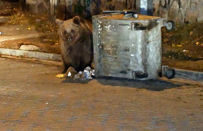 sarikamista-catilarda-dolasip-sokaktaki-cop-konteynerlerinde-yiyecek-arayan-bozayilar-kamerada-(12).jpg