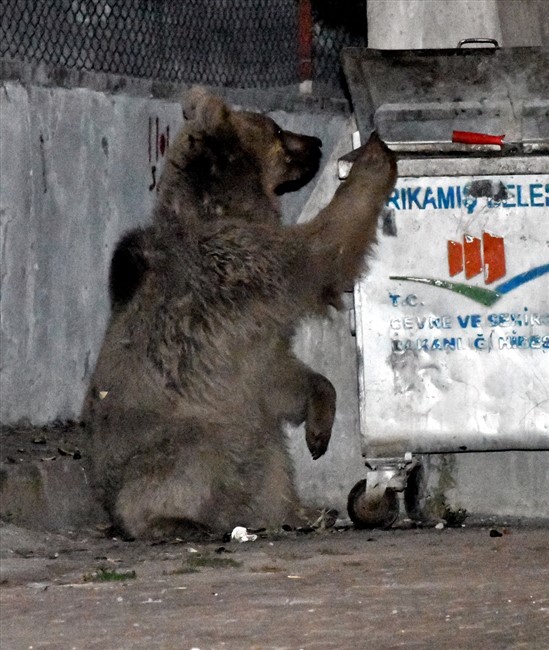 sarikamista-catilarda-dolasip-sokaktaki-cop-konteynerlerinde-yiyecek-arayan-bozayilar-kamerada-(3).jpg