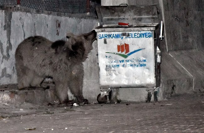 sarikamista-catilarda-dolasip-sokaktaki-cop-konteynerlerinde-yiyecek-arayan-bozayilar-kamerada-(4).jpg
