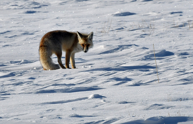 tilkilerin-soguk-havada-yiyecek-bulma-cabasi-(3).jpg