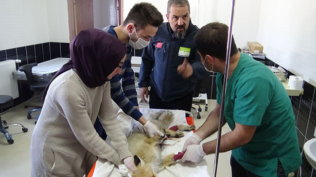 trafik-kazalarina-maruz-kalan-yaban-hayvanlari-kars’ta-tedavi-ediliyor-(1).jpg