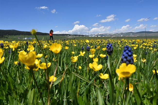 turkiyede-kis-mevsiminin-en-uzun-surdugu-yerlerden-karsin-sarikamisilcesinde-gec-gelen-ilkbahar-ile-doga-da-farkli-tonlara-burundu-(6).jpg