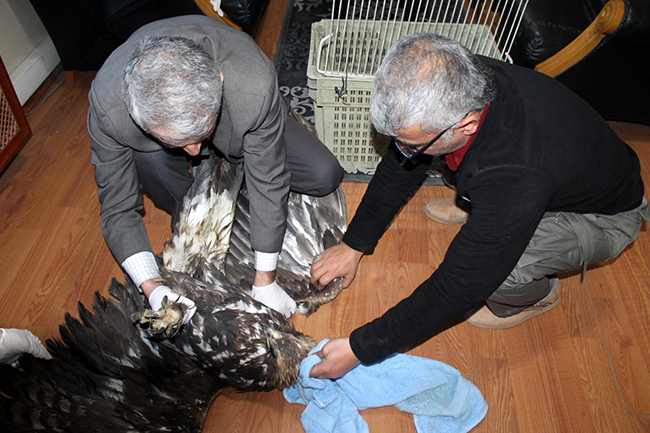 tuzluca’da-silahla-vurulan-kartal-kars’ta-tedavi-altina-alindi-(4).jpg