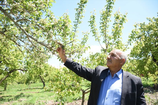 ureticiler-cografi-isaretli-uzun-elma-rekoltesinden-umutlu-(2).jpg