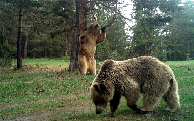yaban-hayatinin-gizemi-foto-kapanlarla-ortaya-cikiyor-(1).jpg