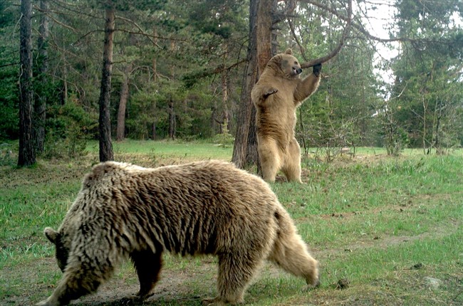 yaban-hayatinin-gizemi-foto-kapanlarla-ortaya-cikiyor-(2).jpg