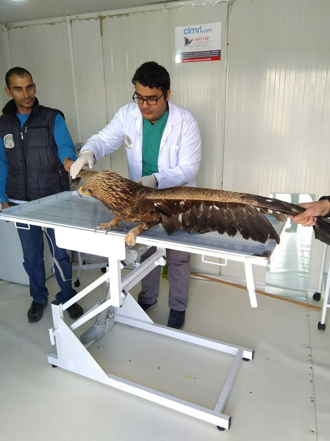 yarali-kartal-tedavi-icin-kars’a-gonderildi--(1).jpg