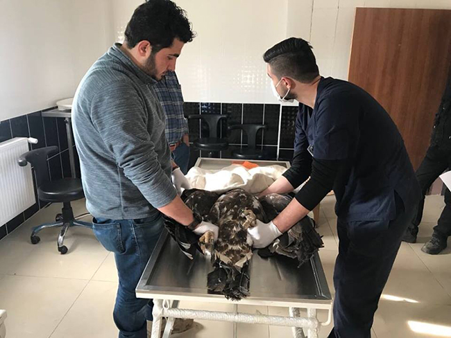 yarali-kartal-tedavi-icin-kars’a-gonderildi--(2).jpg