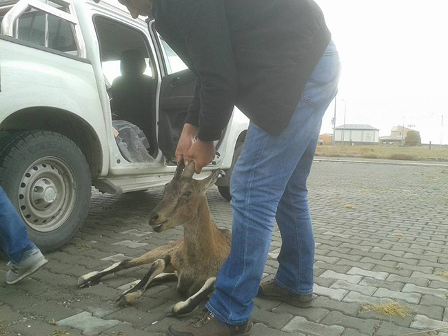 yarali-yaban-kecisi-kars’ta-tedavi-altina-alindi-(2).jpg