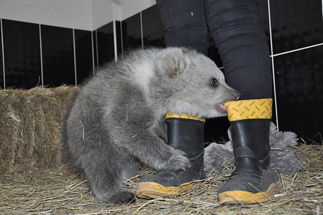 yavru-ayi-bakicisini-annesi-saniyor--(8).jpg