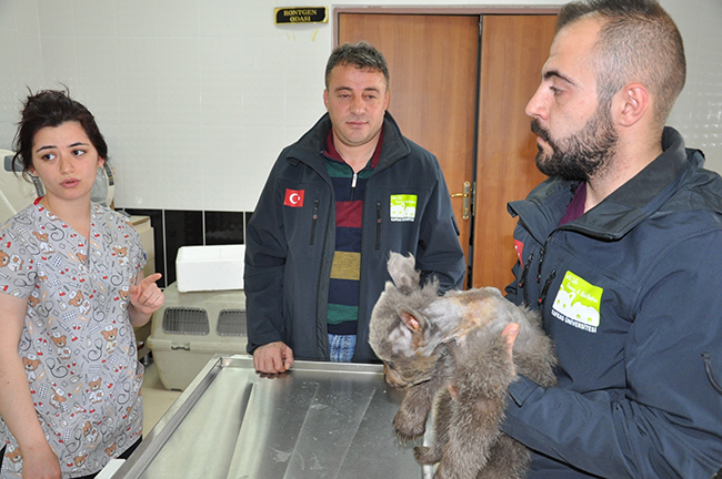 yavru-ayi-kars’ta-tedavi-altina-alindi--(4).jpg