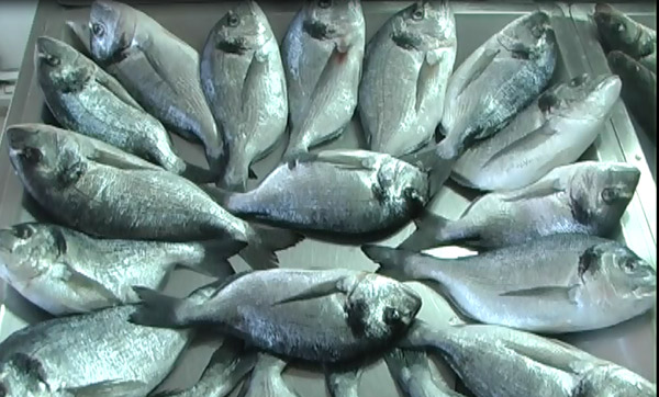 yerli-balik-ucuz,-ithal-balik-pahali!-(1).jpg