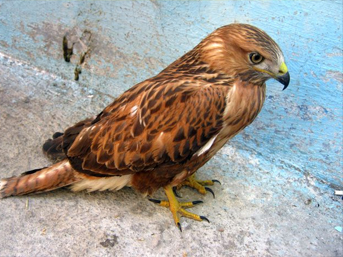 yes.20110820111757..jpg yes.20110820111757..jpg